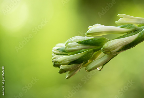 Fotografía Tuberose or Polianthes tuberosa flowers on nature background.
