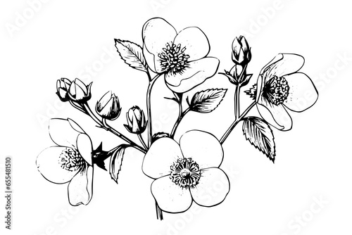 Rosa canina flower hand drawn ink sketch. Engraving style vector illustration