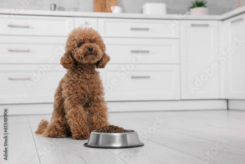 Cute Maltipoo dog near feeding bowl with dry food on floor in kitchen. Lovely pet photo