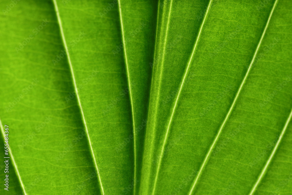 Macro photo of green leaf as background, top view Macro photo of green leaf as background, top view