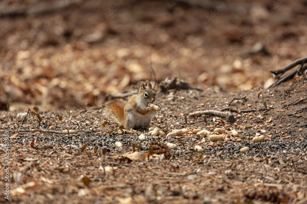 American red squirrel with walnut in the park American red squirrel with walnut in the park