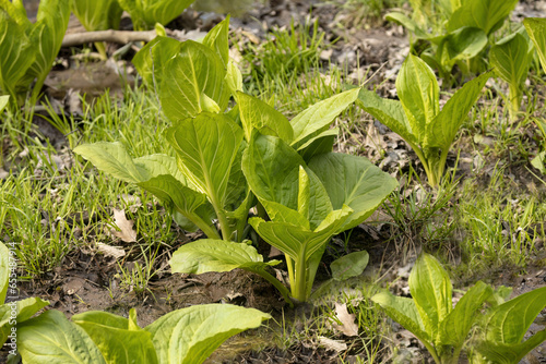 Skunk cabbage. Growing green leaves of the first spring plants in Wisconsin. Skunk Cabbage is native Wisconsin florals and one of the earliest blooming perennial wildflowers in spring. photo