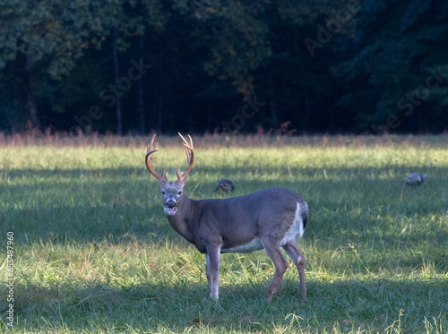 Φωτογραφία 8-point buck in meadow of cades cove grazing with fall colors just barely starting in the background