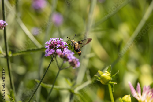  The hummingbird clearwing (Hemaris thysbe) commonly known as hawk moth photo
