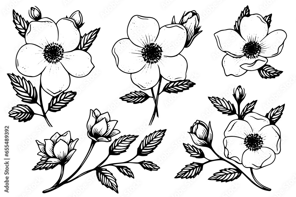 Rosa canina flower hand drawn ink sketch. Engraving style vector illustration
