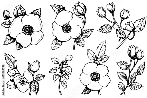 Rosa canina flower hand drawn ink sketch. Engraving style vector illustration
