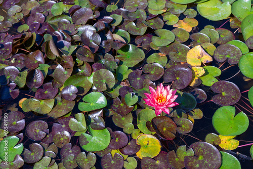 Lily Pond Water