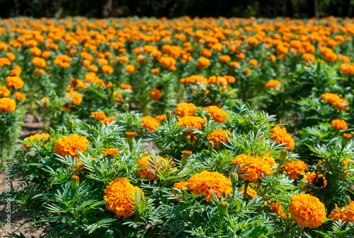 Marigold Field Fall 