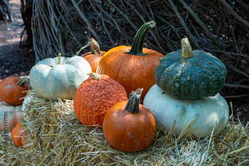 Fall Pumpkin Patch