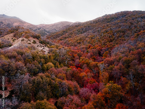 an overhead view shows the tops of trees and hills with the colors of autumn