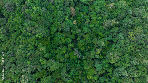 Aerial top view forest green tree, Rainforest ecosystem and healthy environment background, Texture of green tree forest, forest view from above. © Kalyakan