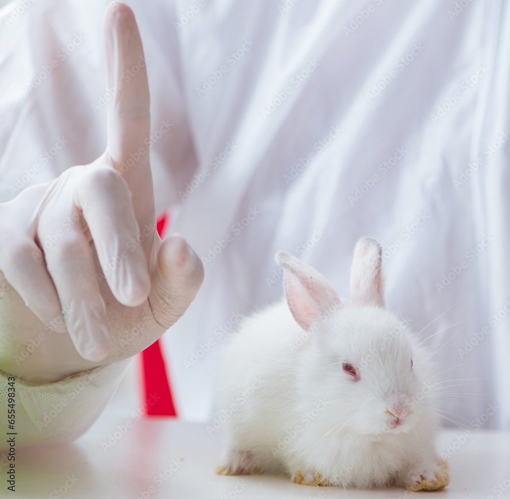 Fototapeta premium White rabbit in scientific lab experiment