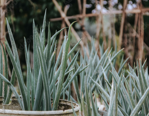 Organic Leeks (Allium ampeloprasum) growing in the garden. The broadleaf wild leeks in a soil. photo