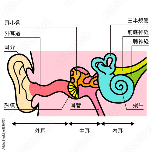 耳の構造のイラスト