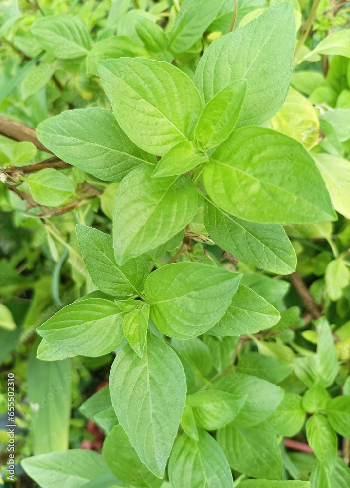 mint leaves or Sweet Basil or Thai Basil mint leaves or Sweet Basil or Thai Basil