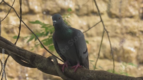 Columba livia rustica- Indian rock Peagon in the wild - HD - ProRes photo