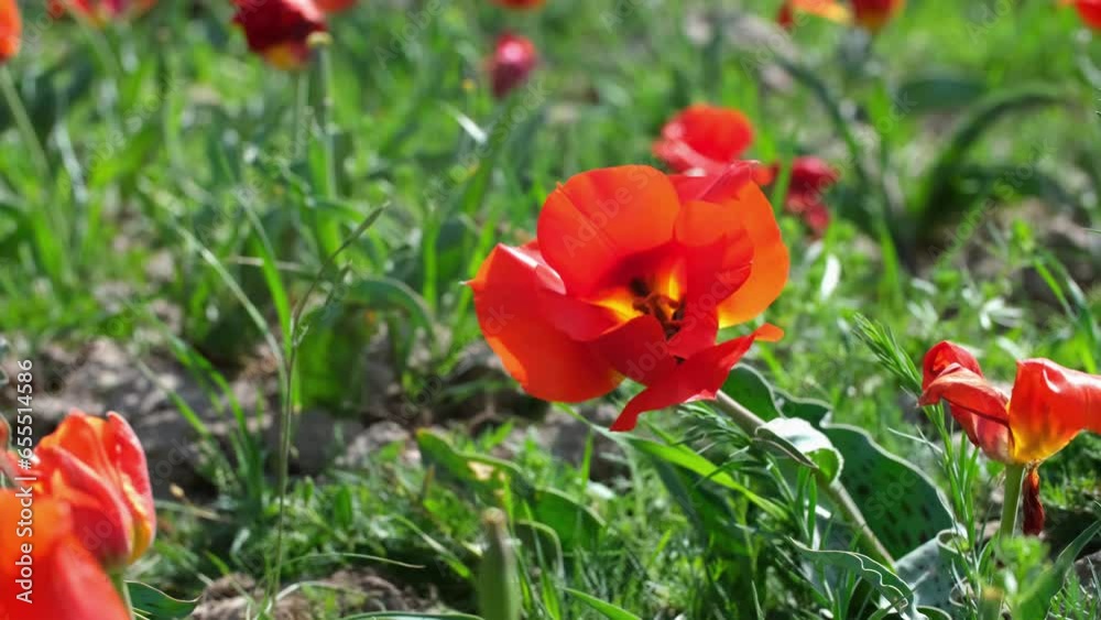 Wild Red Data Book tulips Greig in the fields of Kazakhstan. Spring flowers under the rays of sunlight. Beautiful landscape of nature. Hi spring. Beautiful flowers on a green meadow. Wild Red Data Book tulips Greig in the fields of Kazakhstan. Spring flowers under the rays of sunlight. Beautiful landscape of nature. Hi spring. Beautiful flowers on a green meadow.