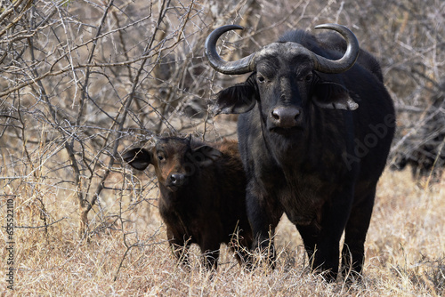 Cape Buffalo with Calf