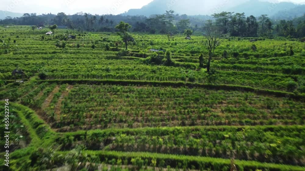 Drone's Tilt-Up Reveal Showcasing the Majestic Paddy Fields of Sidemen, Bali, Indonesia.