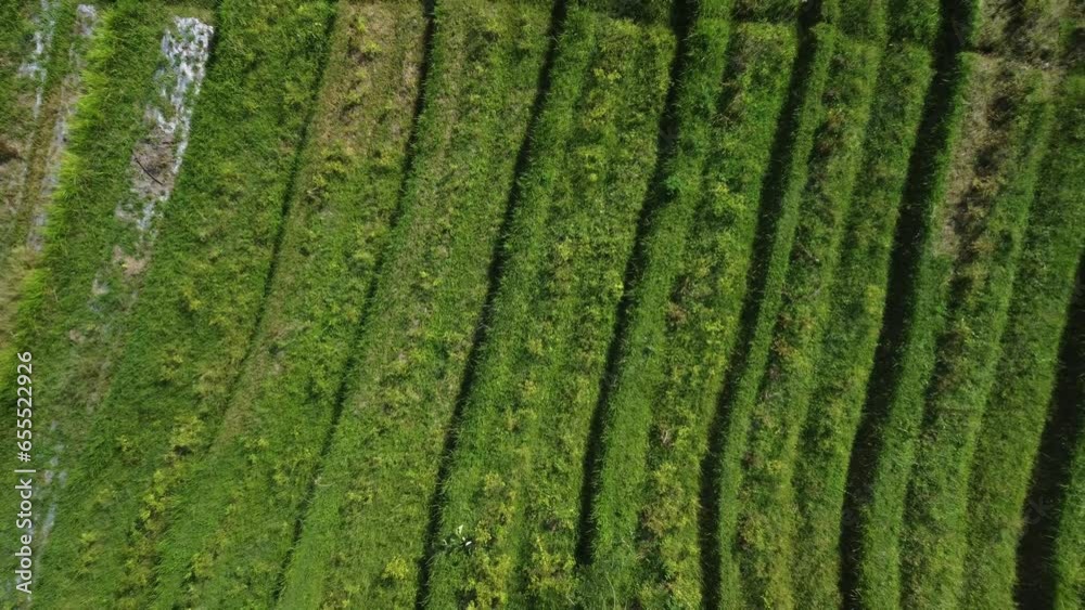 Bali's Natural Beauty Unveiled with Aerial Drone Reveals Textures in Sidemen's Rice Fields,Indonesia. Bali's Natural Beauty Unveiled with Aerial Drone Reveals Textures in Sidemen's Rice Fields,Indonesia.