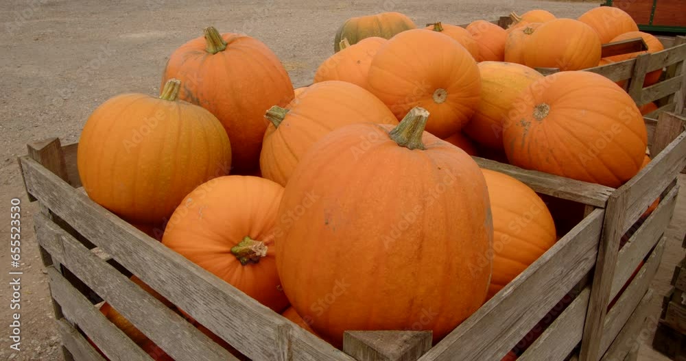 Adding a pumpkin in to a wooden crate in farmyard setting Stock Video ...