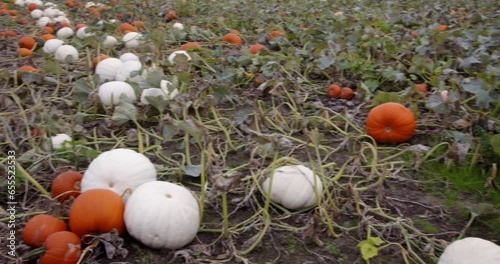 Mid Panning pan shot of a farmer’s field with mixed coloured, pumpkins growing photo