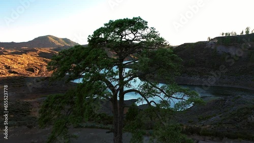 Pine tree on shore of Las Ninas lake in valley at dusk, Gran Canaria. photo