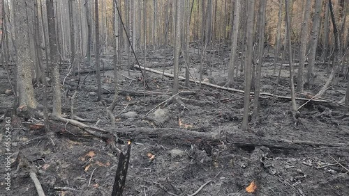 Ash from burnt trees in wildfire remnants of forest fire, dolly, kirkland lake Sudbury, Ontario, Canada photo