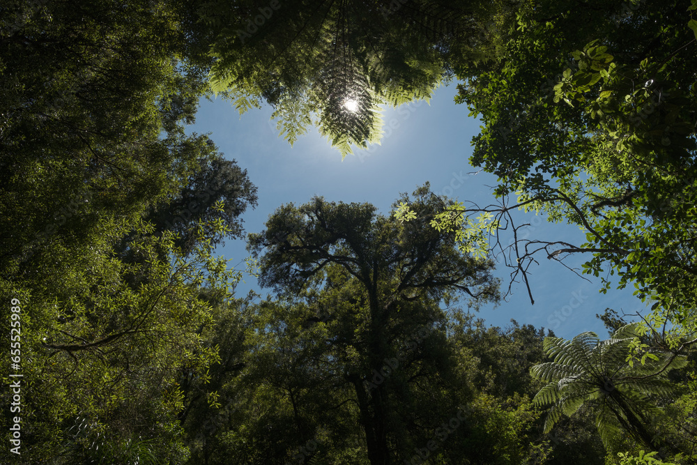 Looking up at the sky through the forest Looking up at the sky through the forest