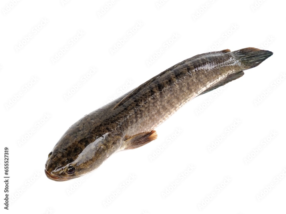 Large, fresh, not dead snakehead fish placed isolated on a white background. Large, fresh, not dead snakehead fish placed isolated on a white background.