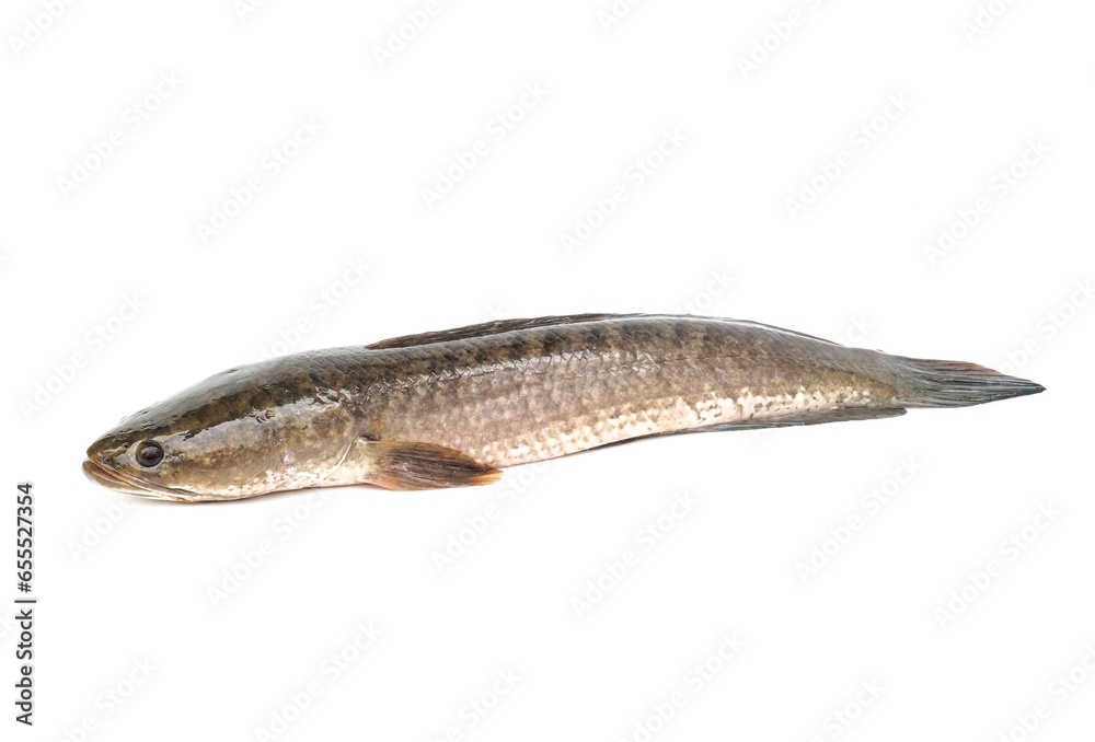 Large, fresh, not dead snakehead fish placed isolated on a white background. Large, fresh, not dead snakehead fish placed isolated on a white background.