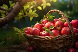 Photorealism of close up of fresh apple in a basket in field green plants with apple trees background