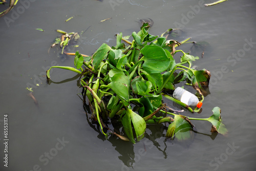 Aquatic plant native Pontederia Eichhornia crassipes or common water hyacinth and garbage floating and flowing on surface water of Tha Chin river at Tha Chalom Mahachai city in Samut Sakhon, Thailand photo