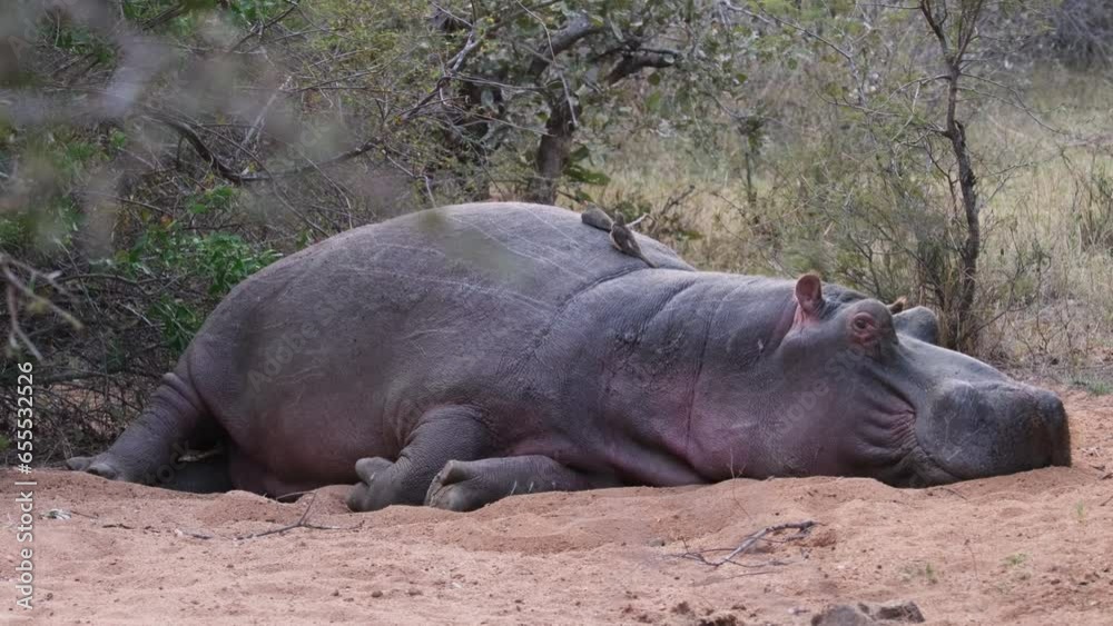 Close-Up of Sleepy Hippopotamus Lying on the Ground. Close-Up of Sleepy Hippopotamus Lying on the Ground.