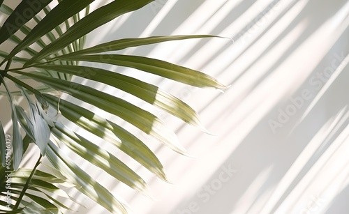 Blurry background of a white wall with shadows of tropical leaves and sunlight.