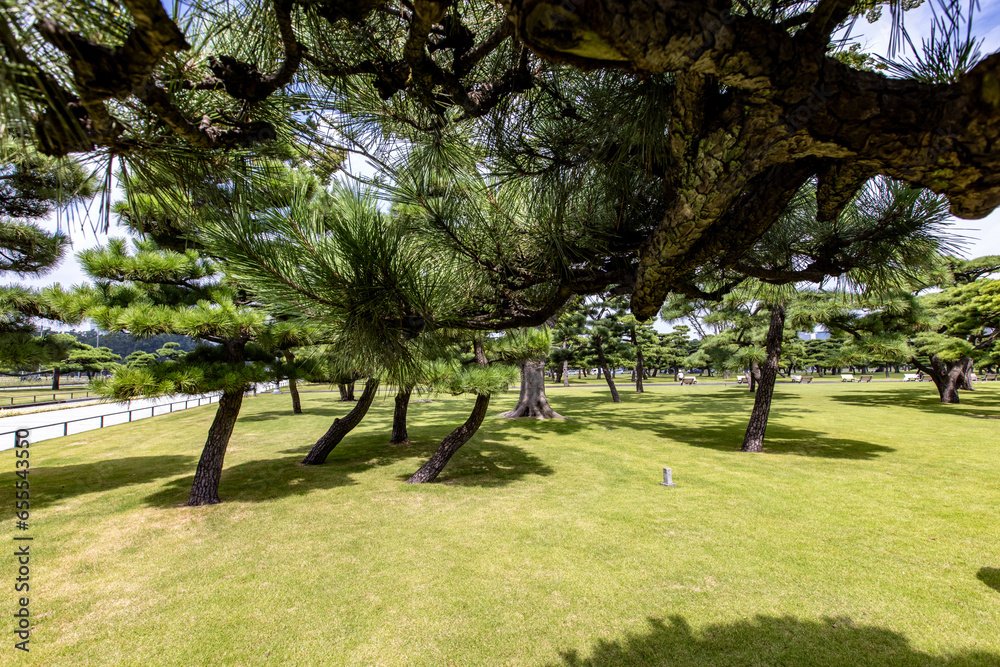 Obraz premium Jardin du palais impérial de Tokyo au Japon