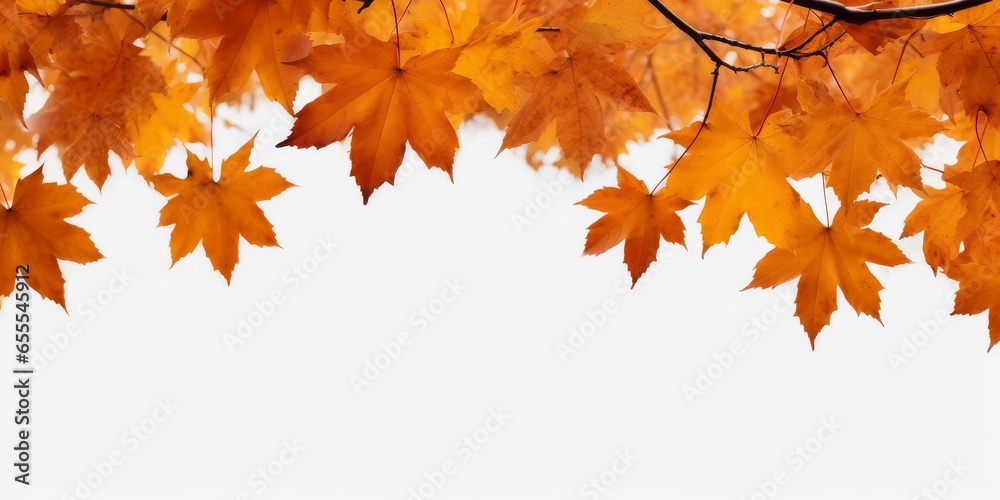 The golden orange brown colour of maple tree leaves in autumn. Winter tree canopy foliage isolated against a flat background, Generative AI The golden orange brown colour of maple tree leaves in autumn. Winter tree canopy foliage isolated against a flat background, Generative AI