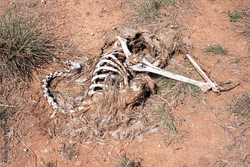 Skeletal remains of an Emu, dry bleached bones and feathers, dead Australian native bird.