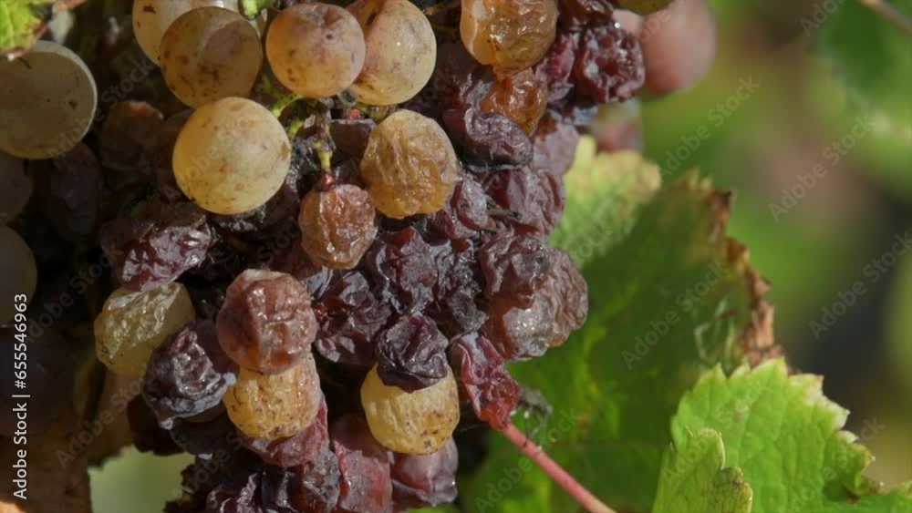 Vineyard grape with noble rot close-up, Sauternes, Gironde, France, High quality 4k footage