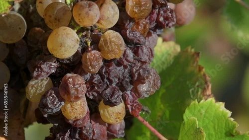 Vineyard grape with noble rot close-up, Sauternes, Gironde, France, High quality 4k footage photo