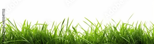 Hi Resolution image of Fresh green grass isolated against a white background, Generative AI