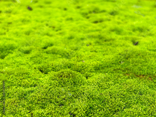 the green carpet of moss