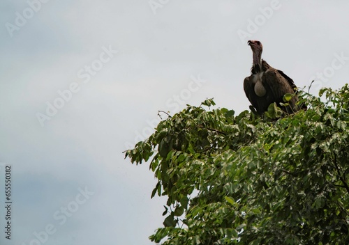 vulture sitting on the crown of a tropical tree in South Sudan