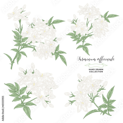 White jasmine flowers and leaves. Collection of Jasminum officinale plant isolated on white. Vector illustration botanical. Hand drawn engraving style.