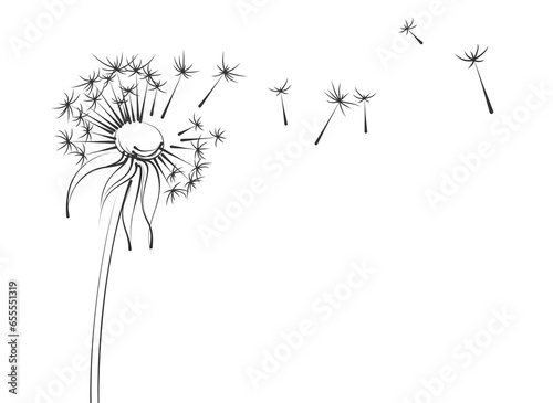 The sketch of field dandelion with seeds. 