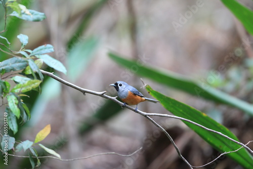 The black-faced monarch (Monarcha melanopsis) is a passerine songbird in the family Monarchidae found along the eastern seaboard of Australia, and also New Guinea.