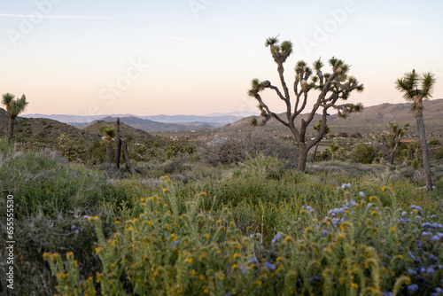 Joshua tree national park desert landscape sunset with wildflowers