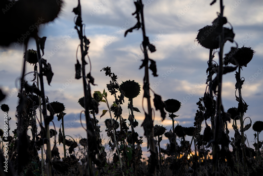 Dried sunflowers field against cloudy sky