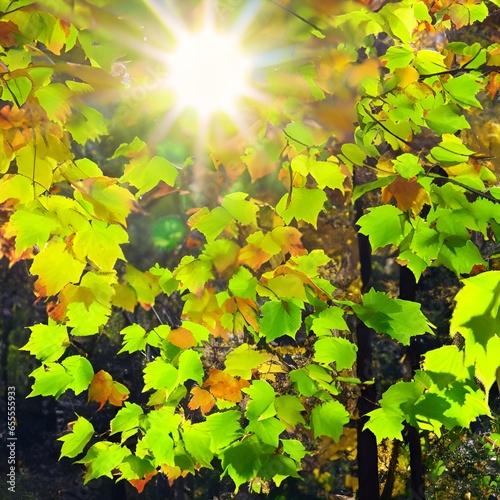 autumn leaves in the sun leaf, leaves, nature, tree, green, autumn, plant, forest, summer, spring, branch, maple, folia © Alia