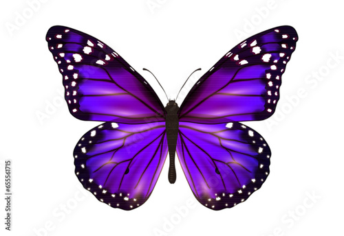 butterfly isolated on white background, butterfly isolated on white, butterfly vector, butterfly png